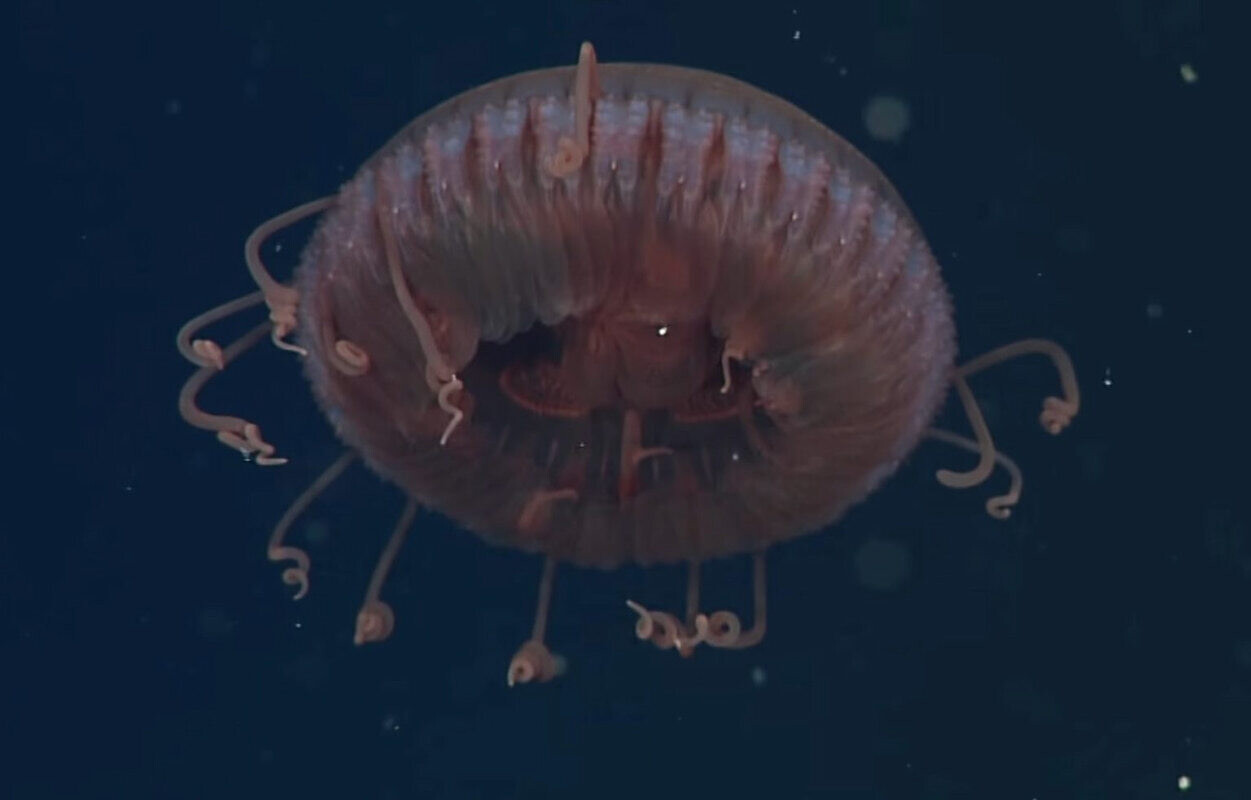 medusa naturaleza mar oceano 2