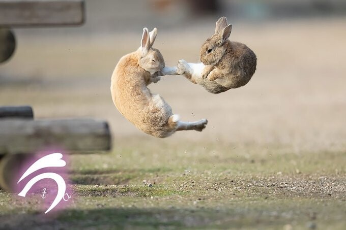 naturaleza humor conejos animales anime artes marciales 1