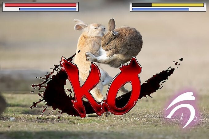 naturaleza humor conejos animales anime artes marciales 4