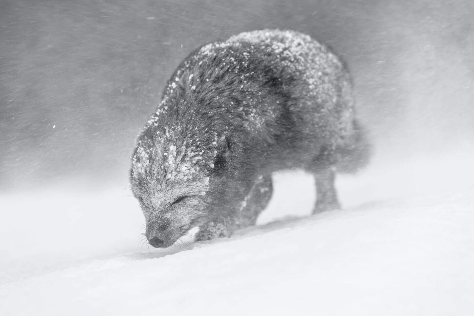 2021 world nature photography awards fotografia animales concurso premios 2