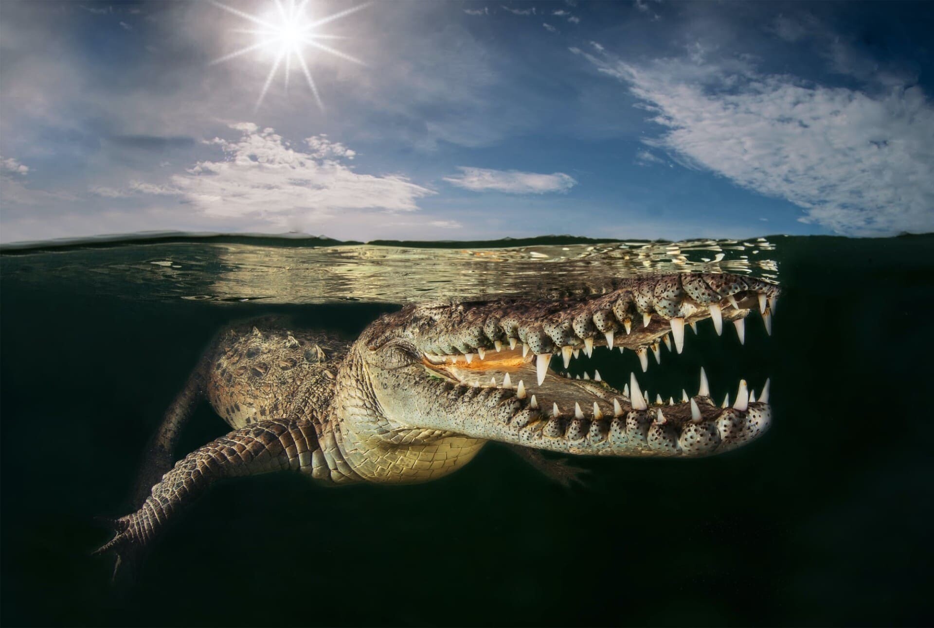 2021 world nature photography awards fotografia animales concurso premios 6