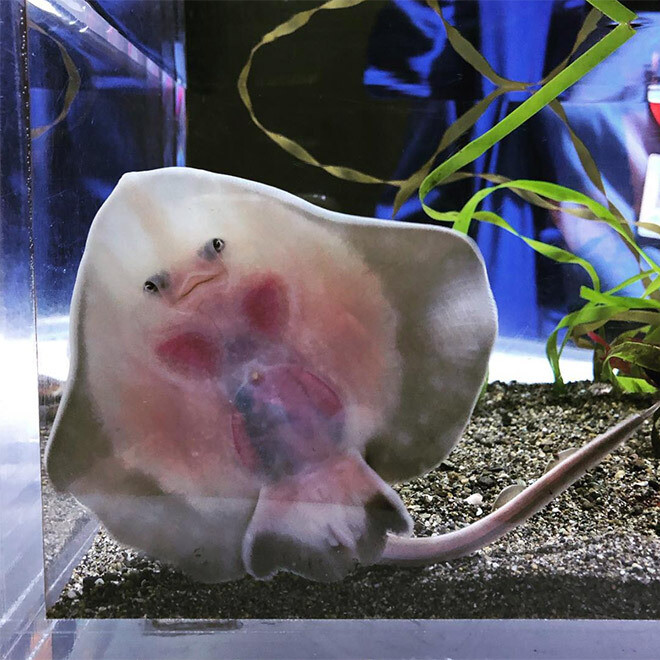 bebe mantarraya cria animal adorable simpatico marino ravioli 6
