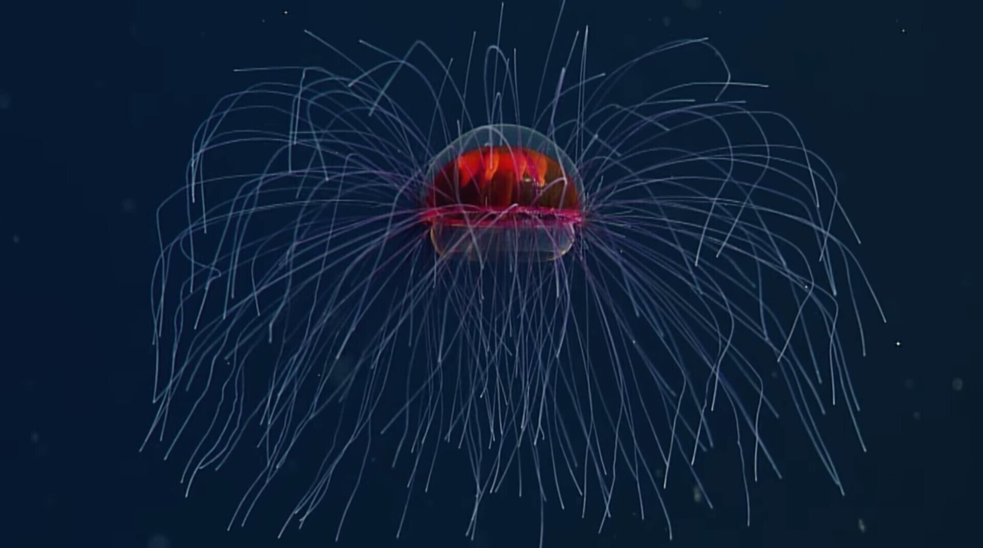 crossota millsae medusa monterrey especimen curioso raro poco comun animal luminiscente 1
