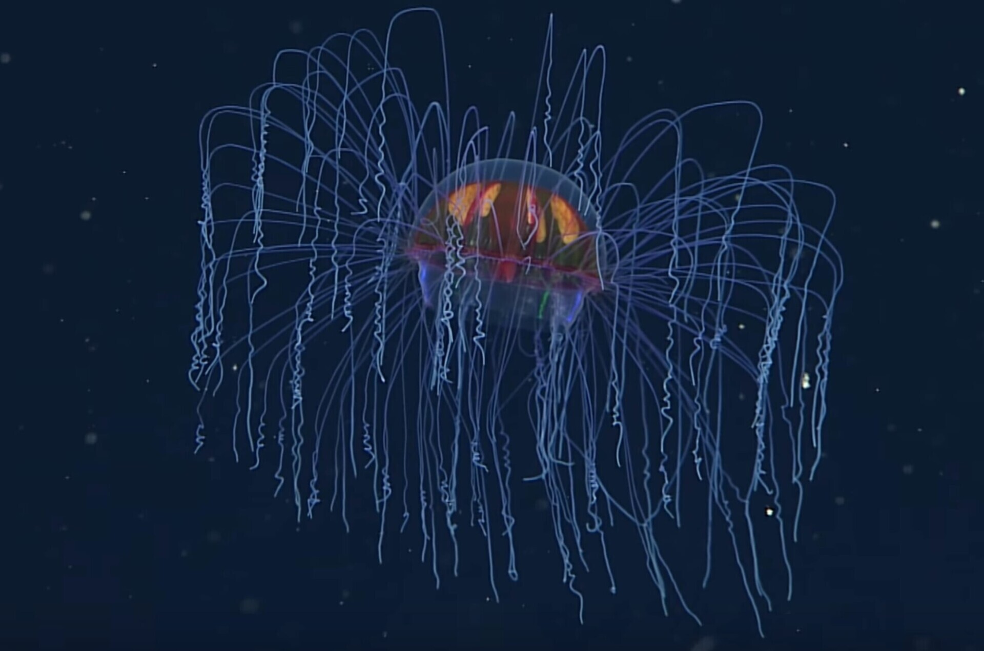crossota millsae medusa monterrey especimen curioso raro poco comun animal luminiscente 3