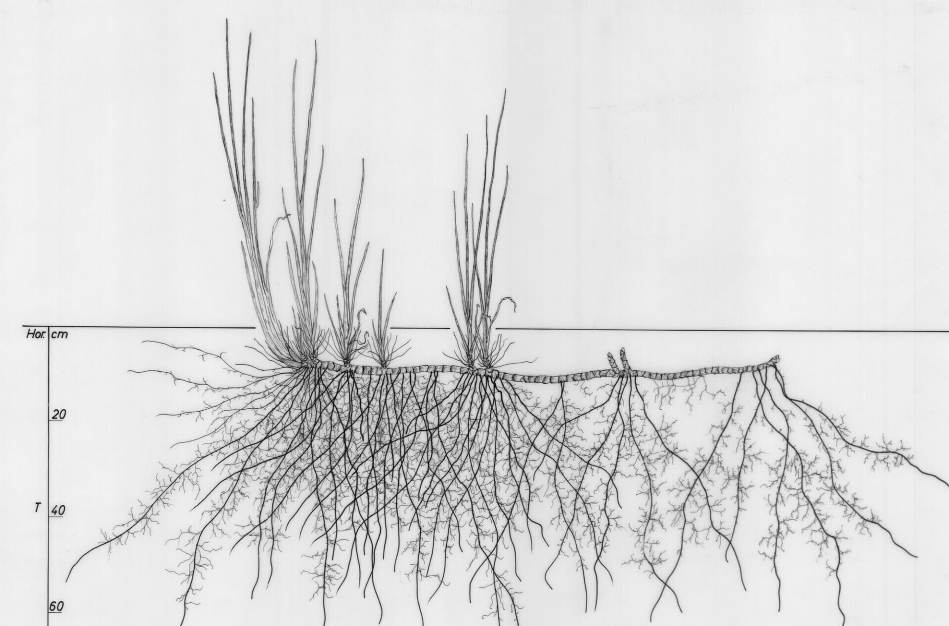 raices plantas fotos archivo estudio botanica 6