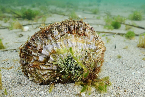 RemediOS, el ejército de 60 millones de ostras encargadas de limpiar el Mar Menor