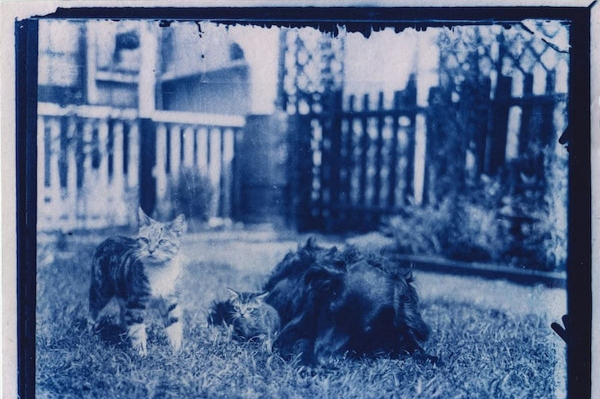Encuentra en una cápsula del tiempo fotografías de gatos de hace 120 años