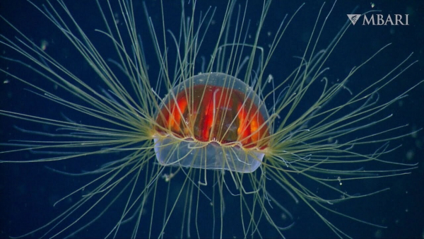 Consiguen grabar los tentáculos luminosos de un inusual tipo de medusa mientras flota en el océano