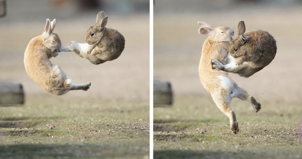 Dos fotógrafos capturan a dos conejos recreando escenas de 'Matrix'