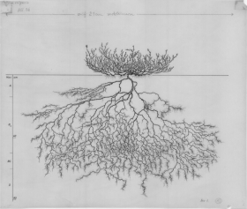 Fascinantes ilustraciones de los complejos sistemas de raíces de las plantas