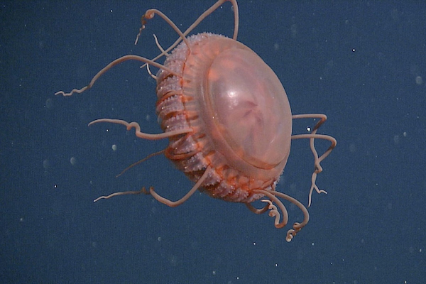 Científicos descubren una nueva especie de medusa con docenas de tentáculos retráctiles