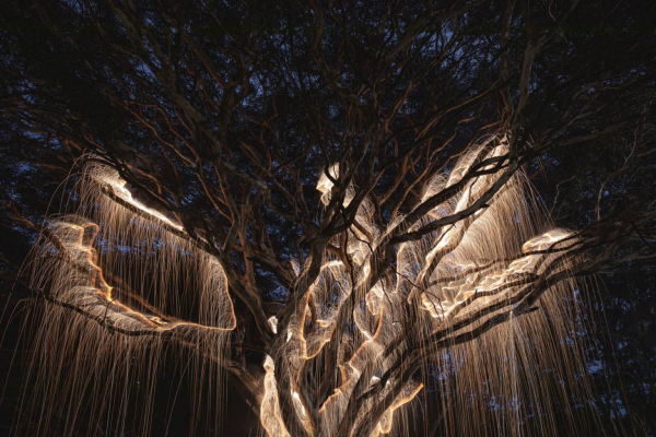 Los árboles de luz del fotógrafo brasileño Vitor Schietti